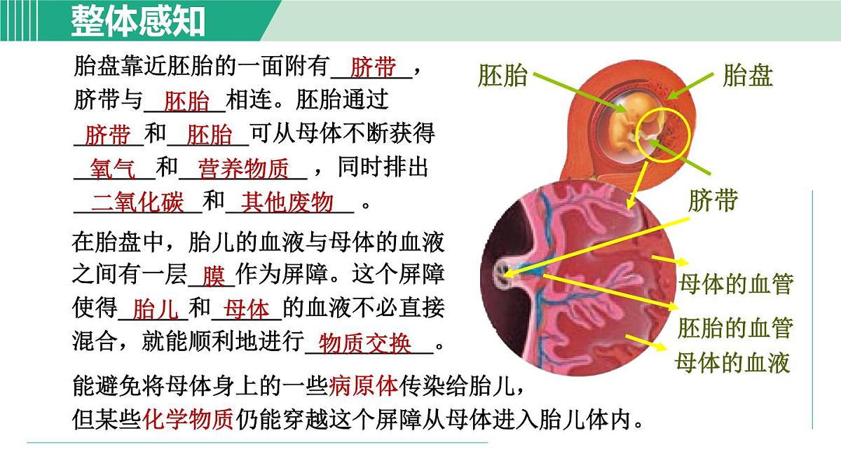 2025年春七年级下册科学（浙教版）上课课件 第1章 1. 新生命的诞生 第2课时第3页