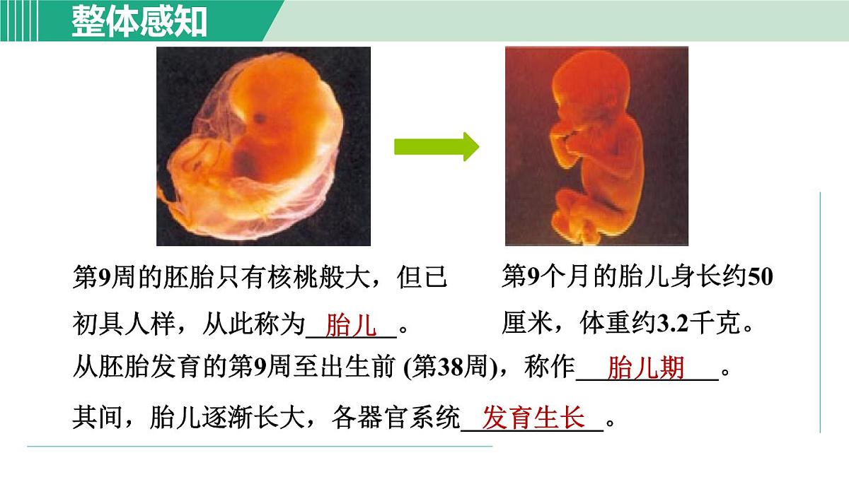 2025年春七年级下册科学（浙教版）上课课件 第1章 1. 新生命的诞生 第2课时第5页