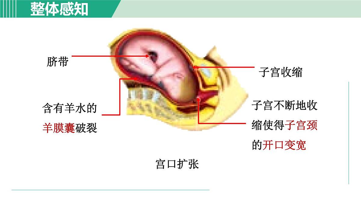 2025年春七年级下册科学（浙教版）上课课件 第1章 1. 新生命的诞生 第2课时第7页