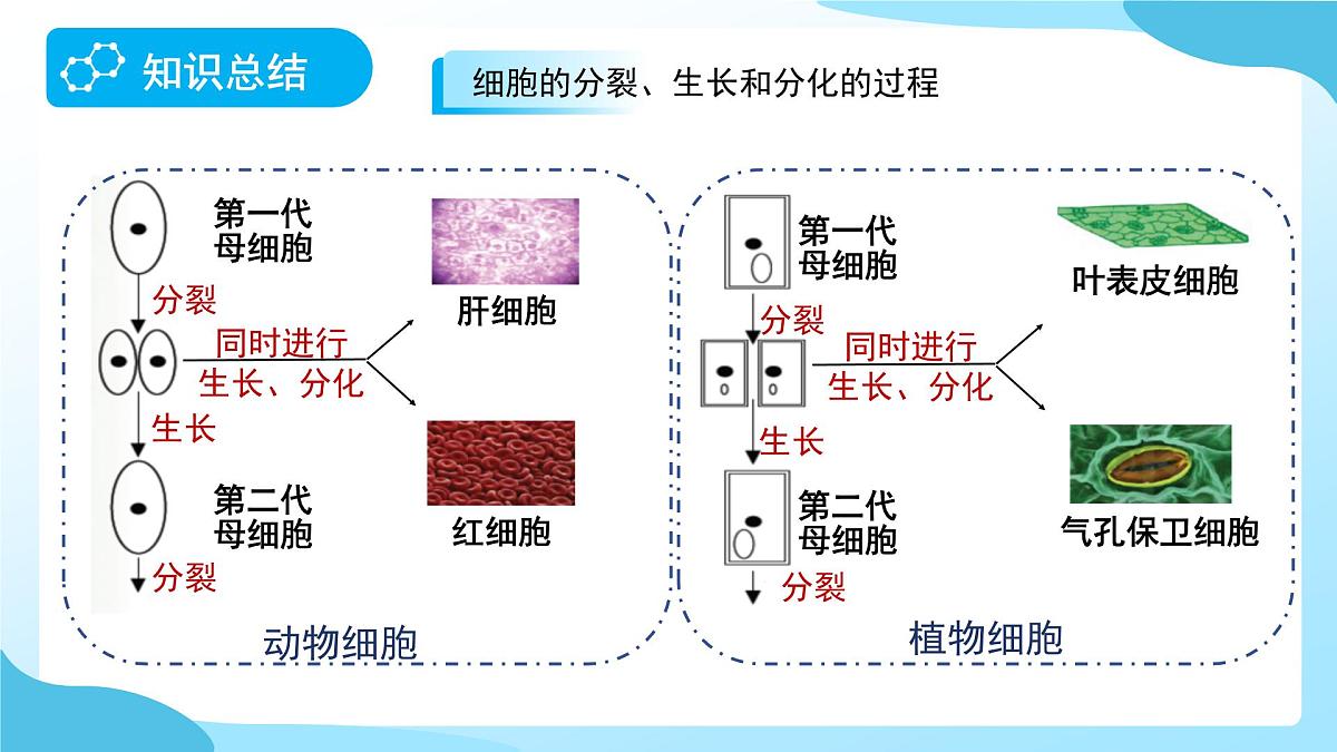 期中复习 第1课时 课件 科学浙教版（2024）七年级下册第6页