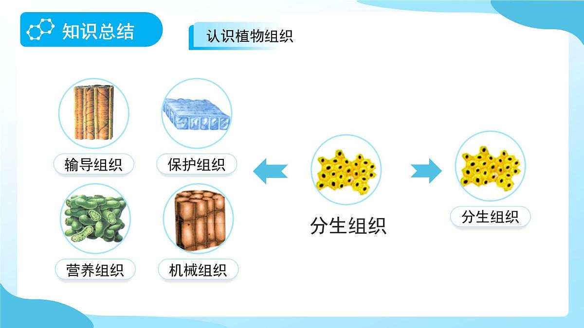 期中复习 第1课时 课件 科学浙教版（2024）七年级下册第7页