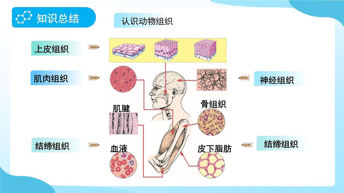 期中复习 第1课时 课件 科学浙教版（2024）七年级下册第8页