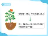 浙教版科學(xué)七年級下第3節(jié) 土壤與植物生長 第4課時（課件+教案）