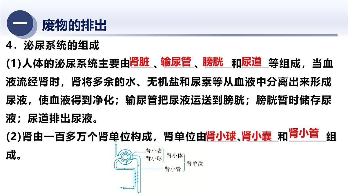 5.动物的新陈代谢及平衡（二）2025年中考科学浙江省统考专题模块复习课件第5页