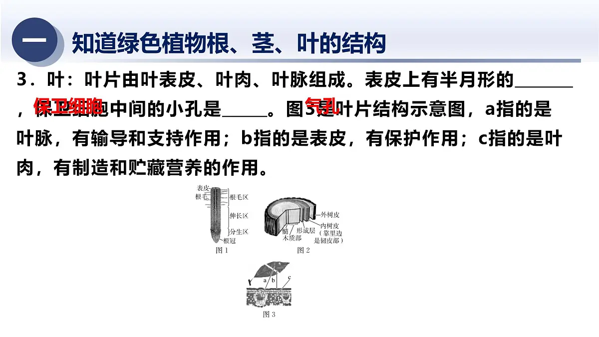 6.植物的新陈代谢及平衡-2025年中考科学浙江省统考专题模块复习课件第5页