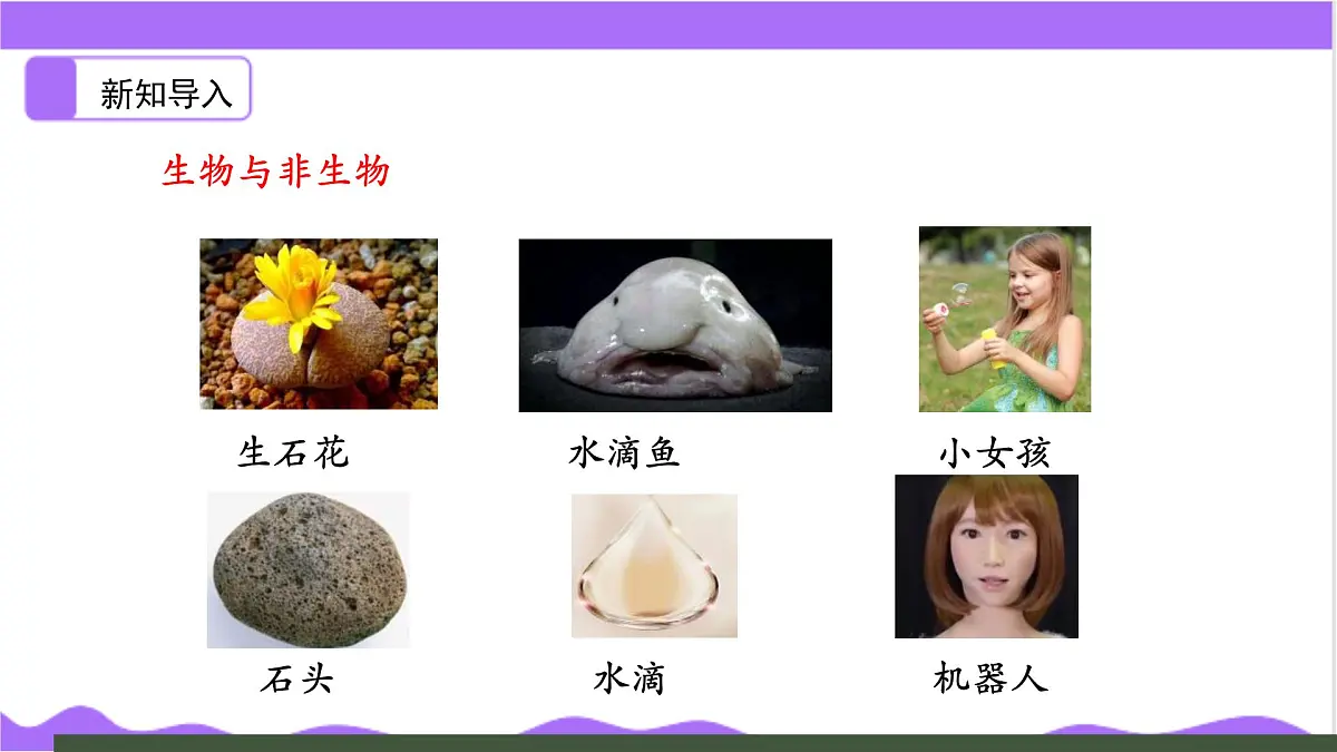 第1节 生物体的基本单位（一）-教学课件第5页