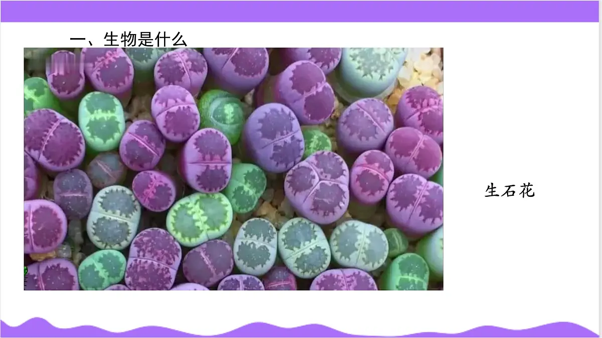 第1节 生物体的基本单位（一）-教学课件第6页