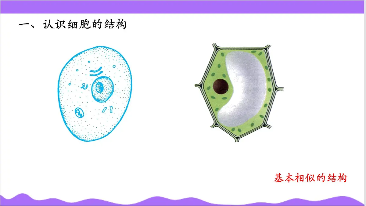 第1节 生物体的基本单位（四）-教学课件第3页
