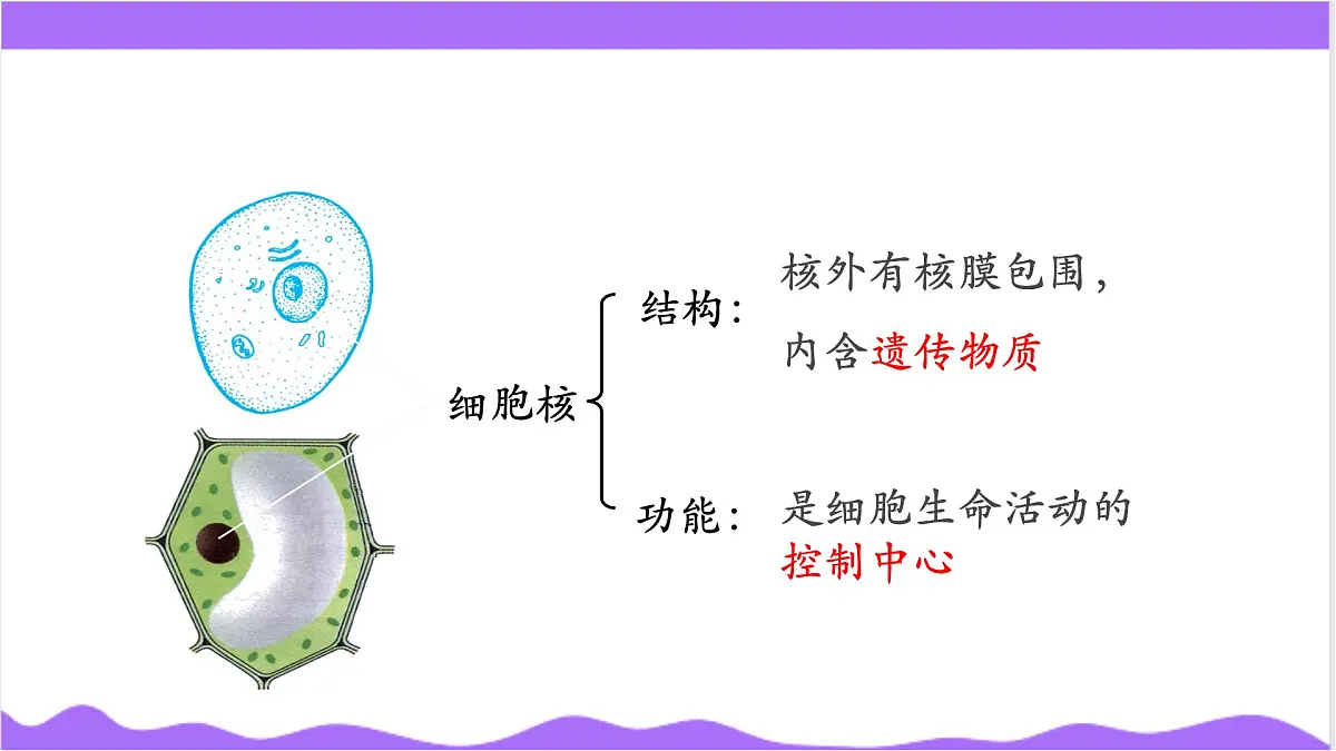 第1节 生物体的基本单位（四）-教学课件第6页
