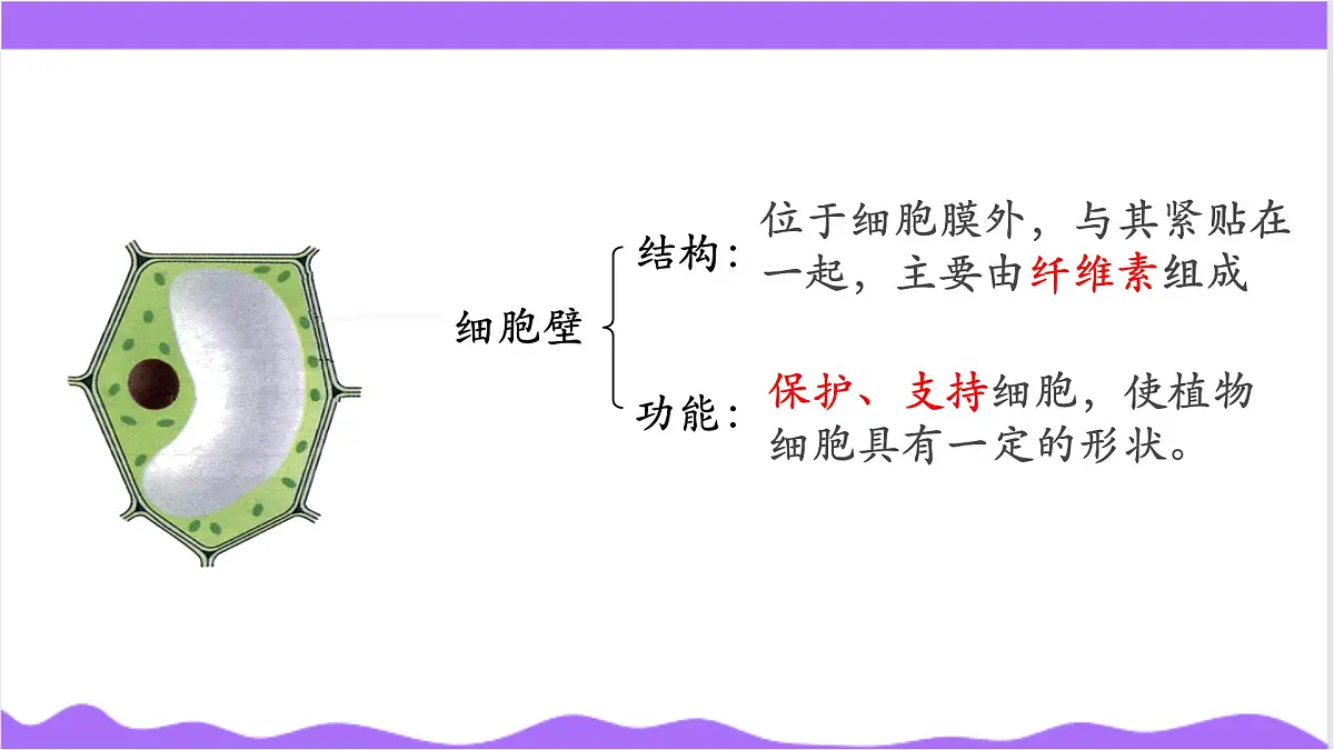 第1节 生物体的基本单位（四）-教学课件第8页