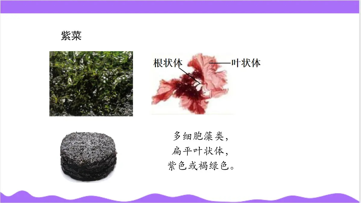第2节 形形色色的植物（二）-教学课件第6页