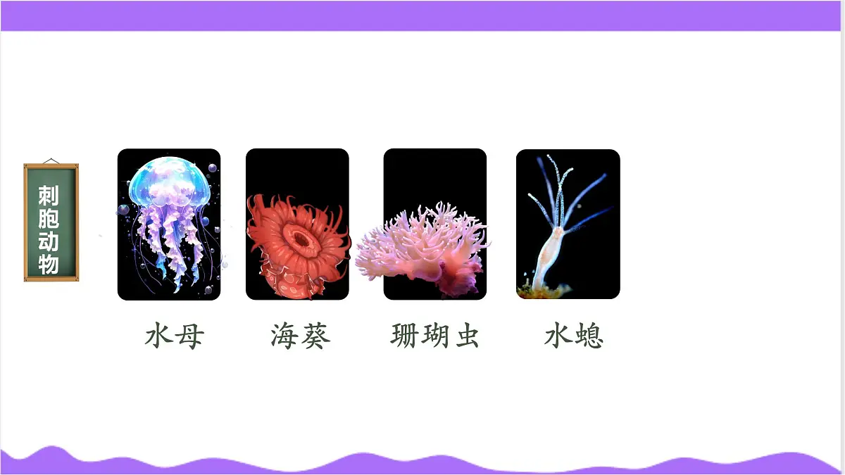 第3节 多姿多彩的动物（一）-教学课件第7页
