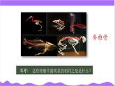 科學浙教版（2024）七年級上冊 第2章  第3節(jié) 多姿多彩的動物（三）- 課件+教案+習題+任務單