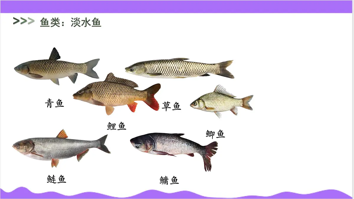 第3节 多姿多彩的动物（三）-教学课件第7页