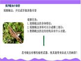 科學浙教版（2024）七年級上冊 第2章  第3節(jié) 多姿多彩的動物（二）- 課件+教案+習題+任務單