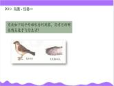 科學浙教版（2024）七年級上冊 第2章  第3節(jié) 多姿多彩的動物（四）- 課件+教案+習題+任務單