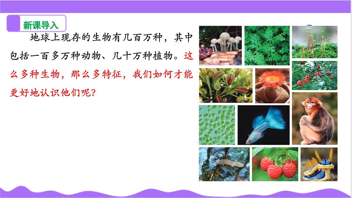第4节 生物的分类（一）-教学课件第4页