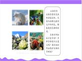 科學(xué)浙教版（2024）七年級上冊 第2章  第5節(jié) 生物多樣性（一）- 課件+教案+習(xí)題+任務(wù)單