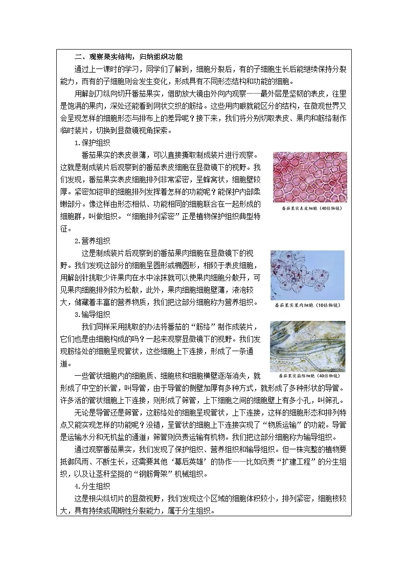 浙教版2024科学七年级上册1.1生物体的结构层次二 教案第2页