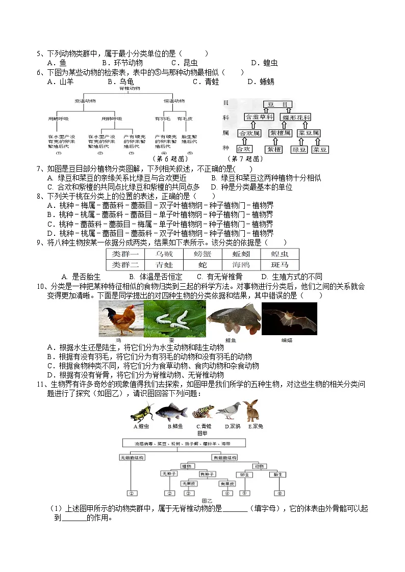 2.3生物的分类 学案 -2025-2026学年七年级上《科学》（浙教版）第3页