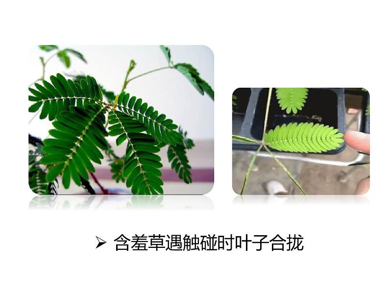 浙教版初中科学七年级上册 1.1《科学并不神秘》课件03