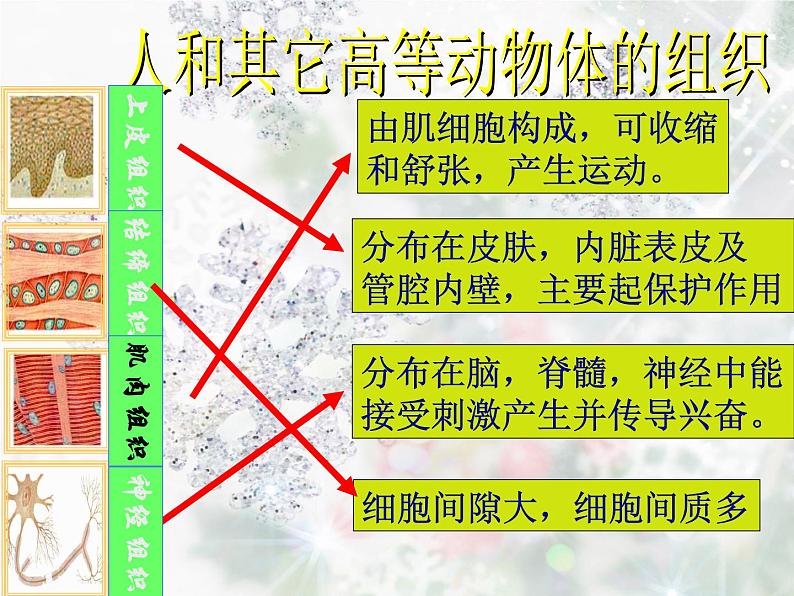 浙教版七年级科学上册 2.3 生物体的结构层次(第三课时) 课件06