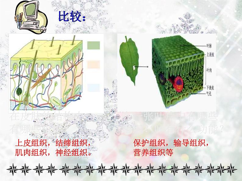 浙教版七年级科学上册 2.3 生物体的结构层次(第三课时) 课件07