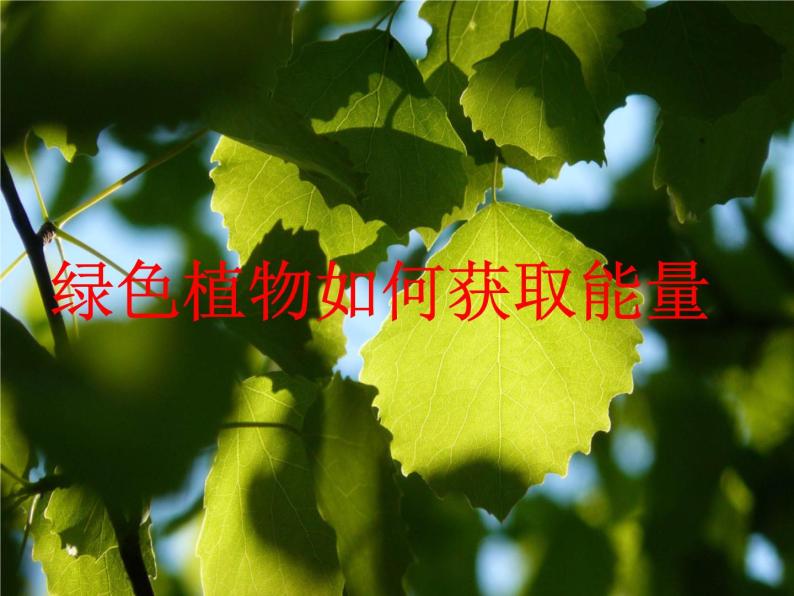 牛津上海版科学六年级下册 绿色植物如何获取能量 PPT课件01