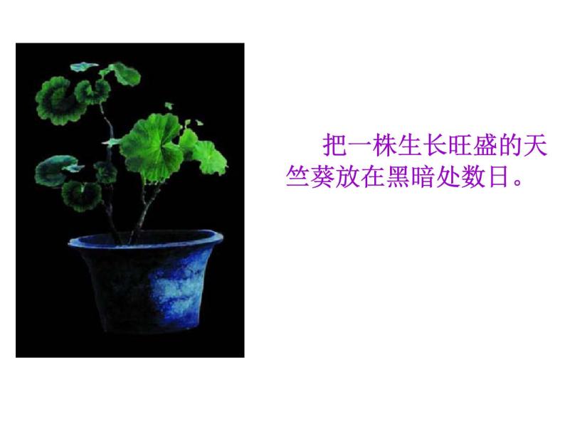 牛津上海版科学六年级下册 绿色植物如何获取能量 PPT课件04