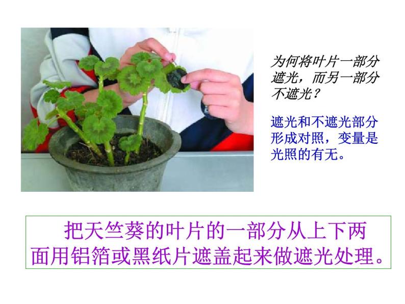 牛津上海版科学六年级下册 绿色植物如何获取能量 PPT课件05