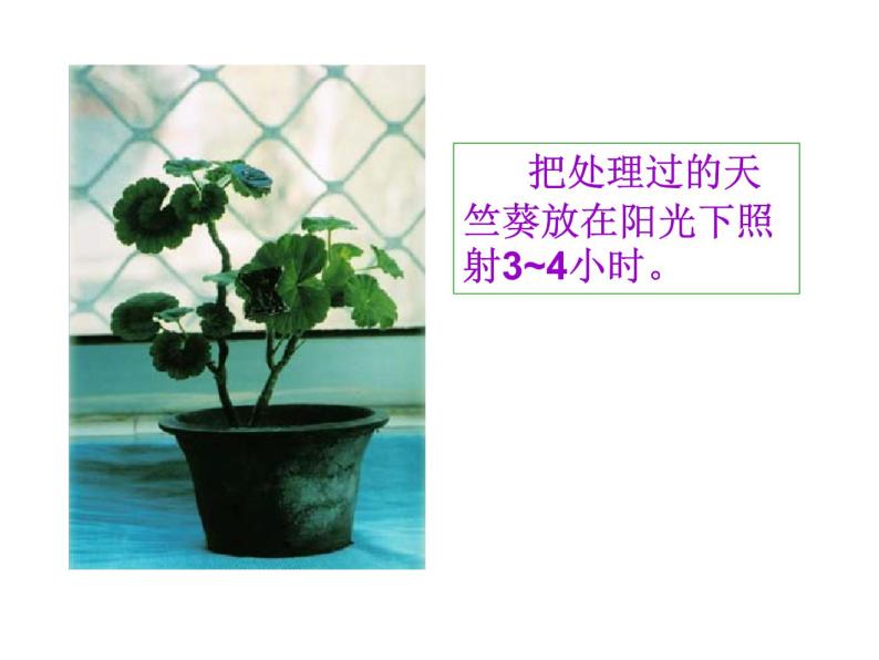 牛津上海版科学六年级下册 绿色植物如何获取能量 PPT课件06
