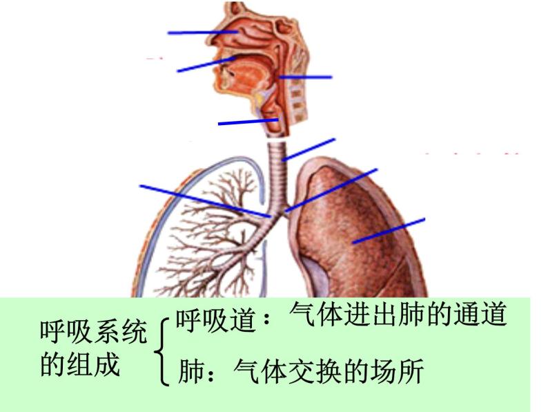 牛津上海版科学六年级下册 第7章 空气与生命  动植物与大气间的气体交换  人类的呼吸 PPT课件03