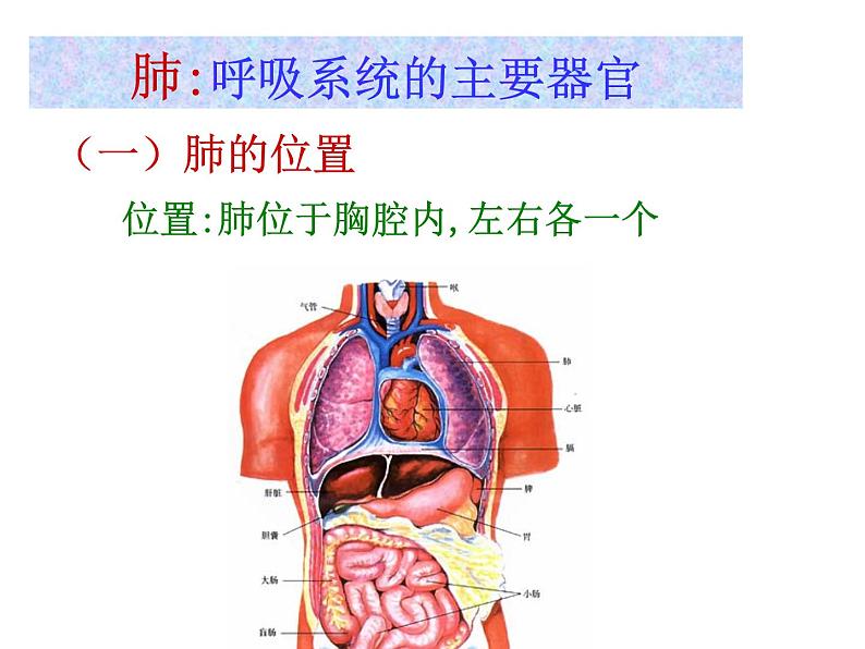 牛津上海版科学六年级下册 第7章 空气与生命  动植物与大气间的气体交换  人类的呼吸 PPT课件04