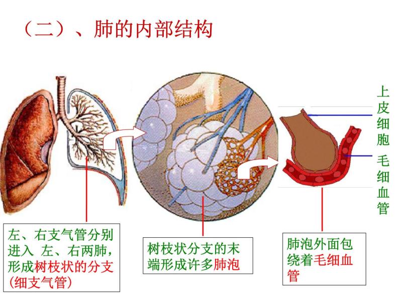 牛津上海版科学六年级下册 第7章 空气与生命  动植物与大气间的气体交换  人类的呼吸 PPT课件05