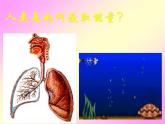 牛津上海版科学六年级下册 生物是怎样呼吸的（第1课时） PPT课件