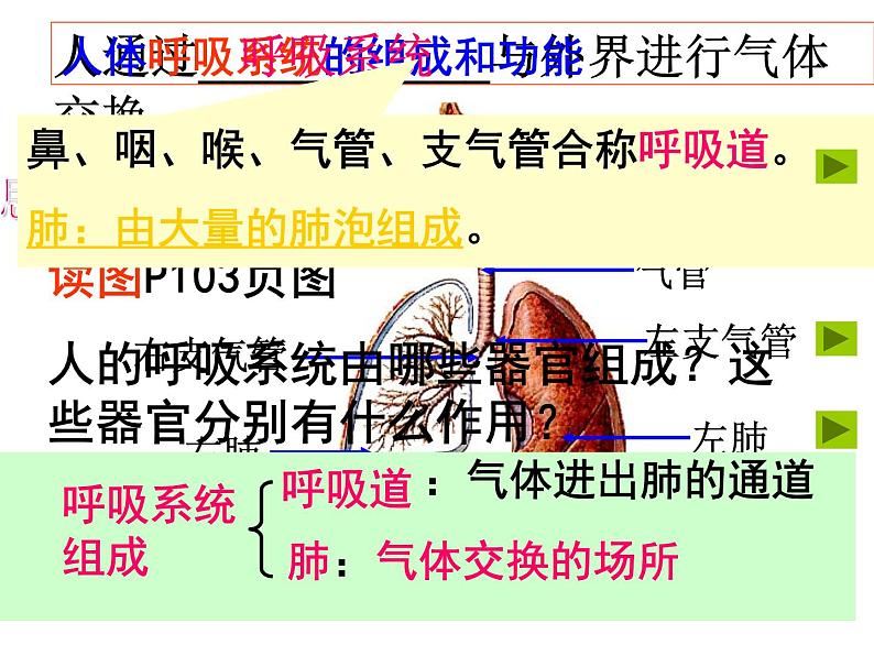 生物是怎样呼吸的（第1课时）第5页