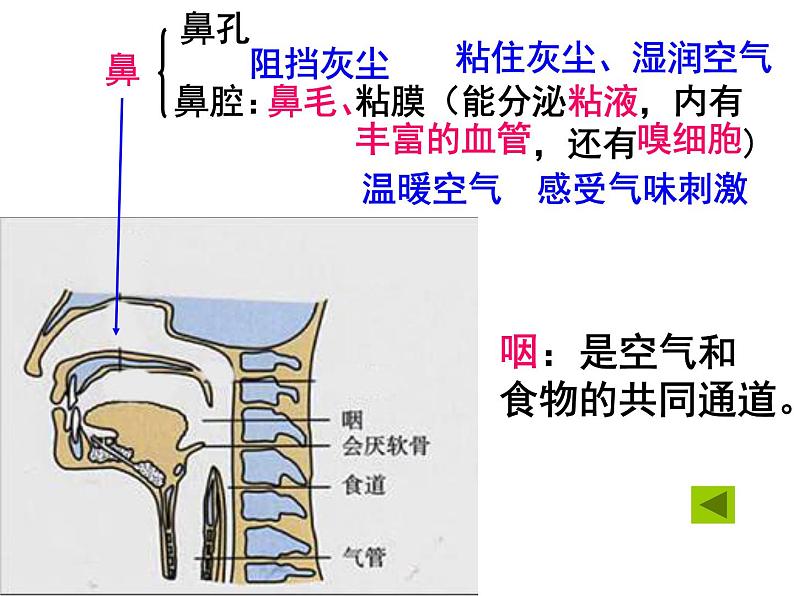 生物是怎样呼吸的（第1课时）第7页