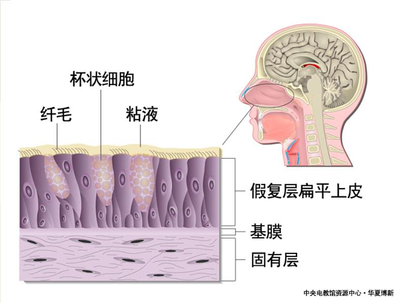 生物是怎样呼吸的（第1课时）第8页