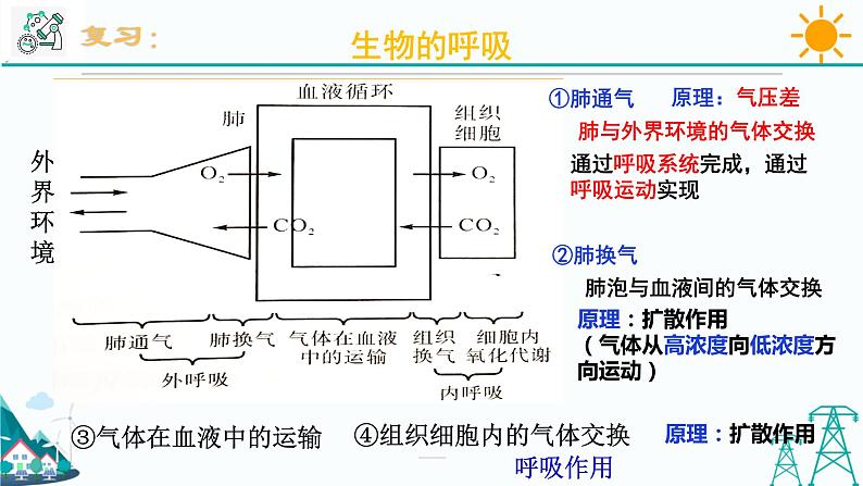 3.5《生物的呼吸和呼吸作用 第2课时》PPT课件+视频素材 浙教版八年级科学下册02