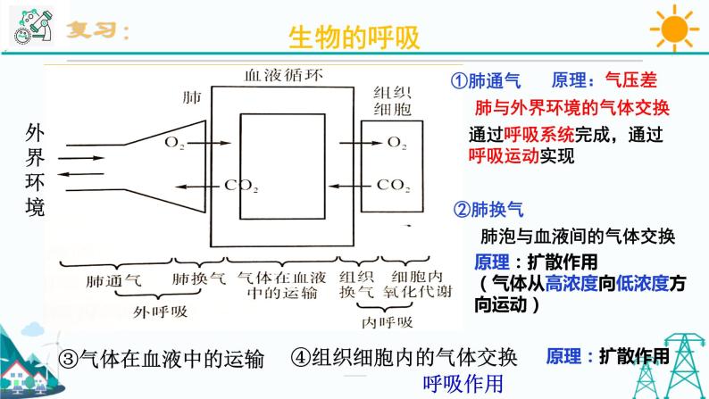 3.5《生物的呼吸和呼吸作用 第2课时》PPT课件+视频素材 浙教版八年级科学下册02