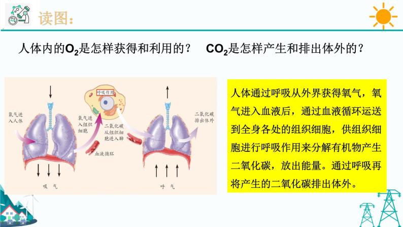 3.5《生物的呼吸和呼吸作用 第2课时》PPT课件+视频素材 浙教版八年级科学下册06