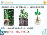 4.3《植物的根与物质吸收 第1课时》PPT课件+视频素材 浙教版八年级科学下册