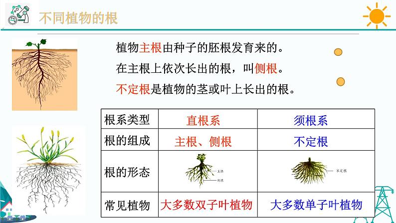 4.3《植物的根与物质吸收 第1课时》PPT课件+视频素材 浙教版八年级科学下册04