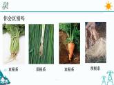4.3《植物的根与物质吸收 第1课时》PPT课件+视频素材 浙教版八年级科学下册