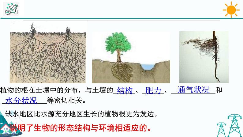 4.3《植物的根与物质吸收 第1课时》PPT课件+视频素材 浙教版八年级科学下册07