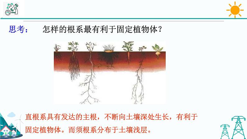 4.3《植物的根与物质吸收 第1课时》PPT课件+视频素材 浙教版八年级科学下册08