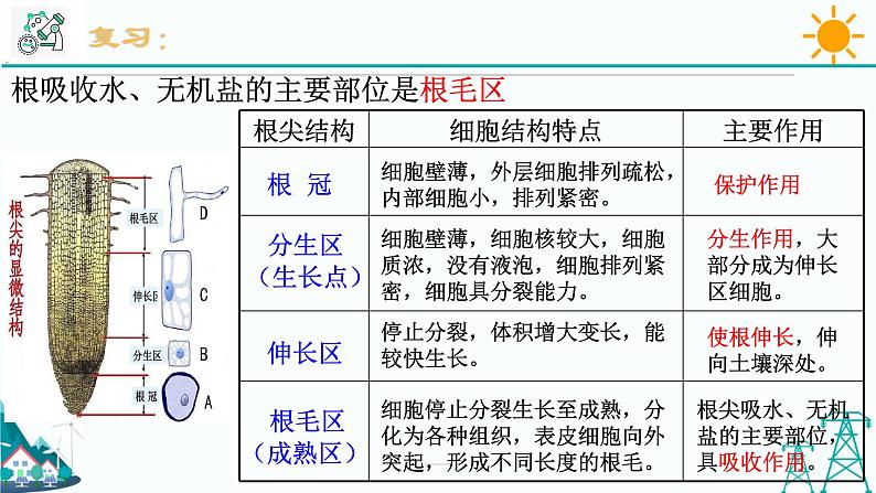 4.3《植物的根与物质吸收 第2课时》PPT课件+视频素材 浙教版八年级科学下册02