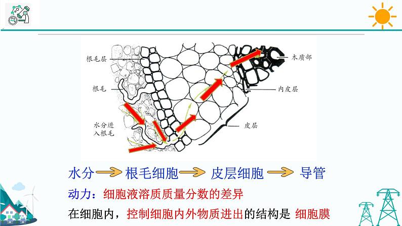 4.3《植物的根与物质吸收 第2课时》PPT课件+视频素材 浙教版八年级科学下册04