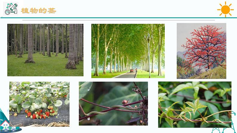 4.4《植物的茎与物质运输 第1课时》PPT课件+视频素材 浙教版八年级科学下册02