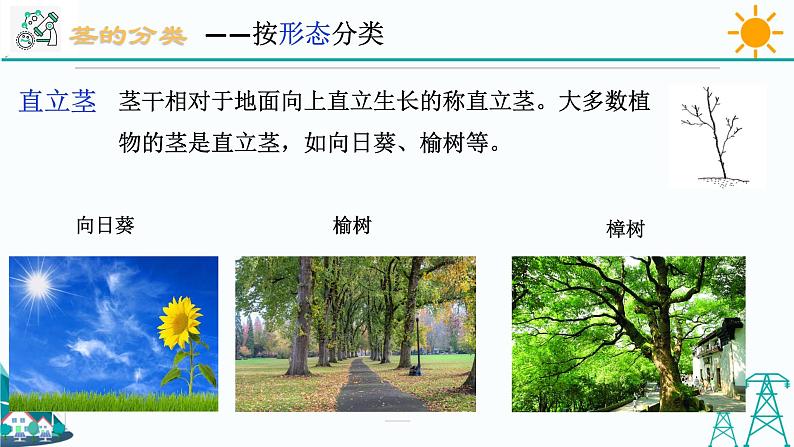 4.4《植物的茎与物质运输 第1课时》PPT课件+视频素材 浙教版八年级科学下册03